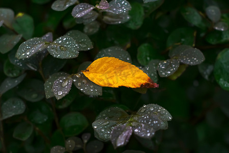 芒种气节摄影照片_气节寒露黄色叶片生态自然摄影图配图