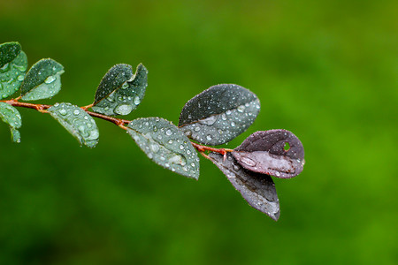 节气寒露树叶自然生态绿色背景摄影图配图
