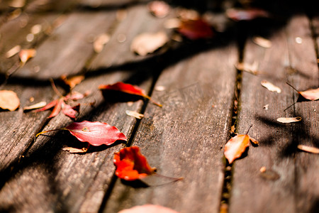 秋天飘落地上的红叶摄影图配图