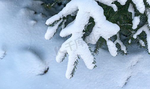 雪地树挂上午松树冬季素材摄影图配图