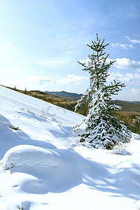 松树雪地上午松树冬季素材摄影图配图