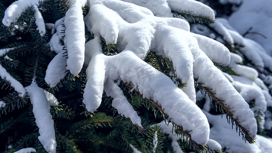 冬季冰雪树挂上午松树冬季素材摄影图配图