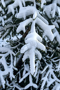 冰雪树挂冬季上午松树冬季素材摄影图配图