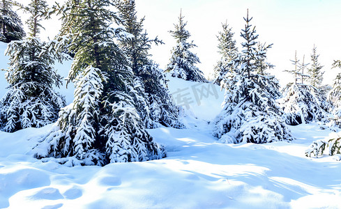 松树雪地冬季上午松树冬季素材摄影图配图