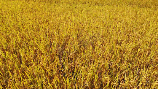 一大片金黄色的稻田农作物航拍