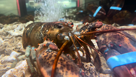 深海蜜柚摄影照片_海鲜食材大龙虾深海龙虾