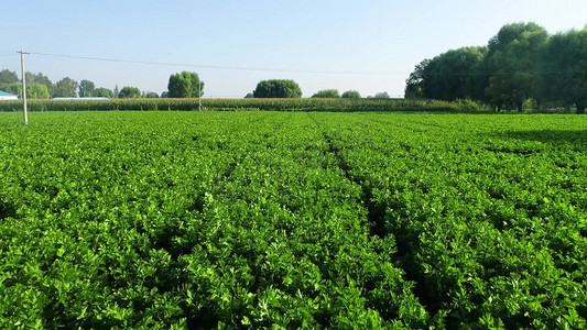 田间地头摄影照片_新农村蔬菜种植基地