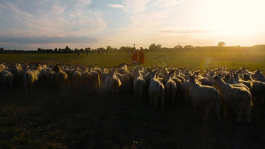 夕阳下牧民牵马牧羊放羊