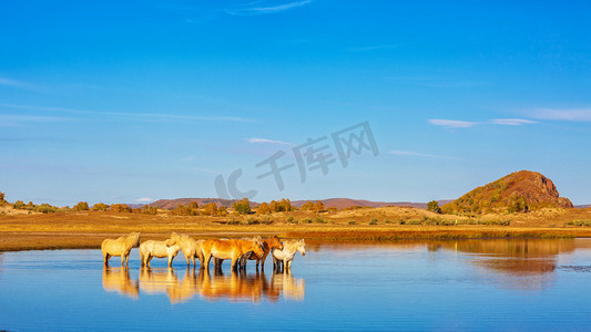 动物晌午马草原站立摄影图配图