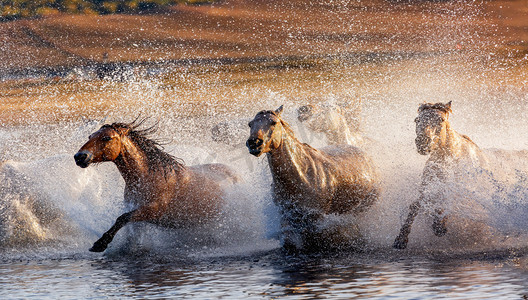 马匹下午马草原奔跑摄影图配图