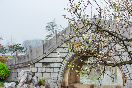 南京玄武湖公园梨花与拱桥摄影图配图