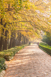 南京明孝陵石像路银杏树秋天摄影图配图风景