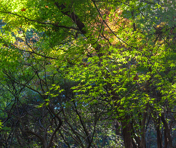 南京雨花台风景区绿色枫树林摄影图配图