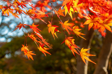 枫树喜鹊摄影照片_深秋艳阳树林里的红枫叶摄影图配图