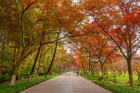 红枫摄影照片_南京明孝陵神道两侧的枫树林摄影图配图