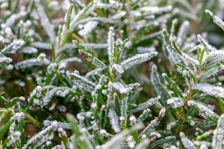 冬季霜冻的绿色植物摄影图配图