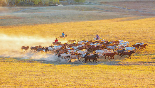 动物世界早晨马草原奔跑摄影图配图