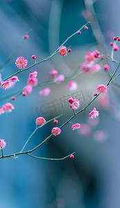 冬日自然风景唯美盛开的梅花摄影图配图