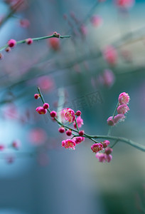 冬日风景自然风景盛开的红色腊梅花摄影图配图