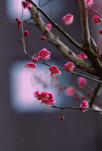 自然风景冬日盛开的梅花摄影图配图