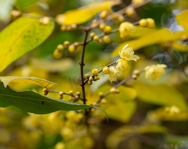 冬日自然风景黄色的腊梅花摄影图配图