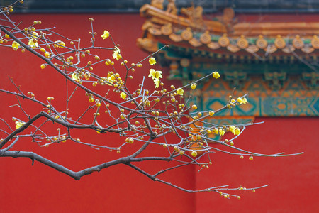冬季新品火爆上市摄影照片_南京明孝陵红墙下的腊梅摄影图配图