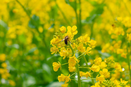 油菜花上栖息的小蜜蜂摄影图配图