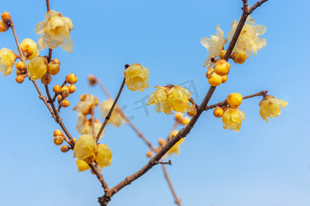 植物花卉摄影照片_冬日晴空与腊梅花摄影图配图