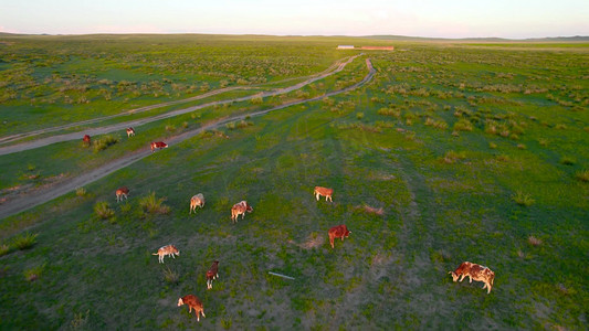 航拍夕阳下草原上悠闲的牛群