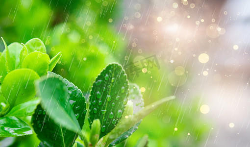 春天线稿摄影照片_春天立春雨水雨水雨水合成合成摄影图配图