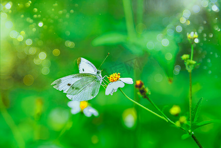 撞色春天摄影照片_一只蝴蝶在春天的花卉上采蜜摄影图配图