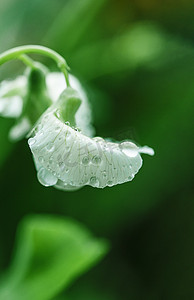 仙鹤白露摄影照片_白天户外春天的雨珠雨水摄影图配图