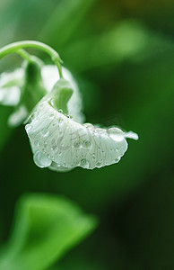 白天户外春天的雨珠雨水摄影图配图