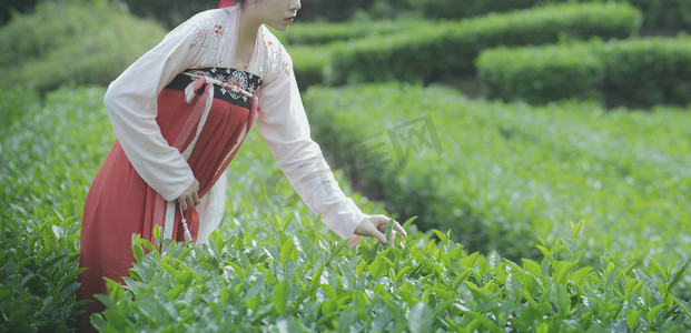 茶园采茶女子下午女子茶园无摄影图配图