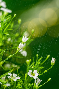 雨水白天植物户外春天摄影图配图