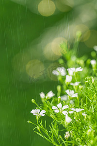 春天扁平鲜艳花朵摄影照片_春天立春白天雨水户外植物摄影图配图