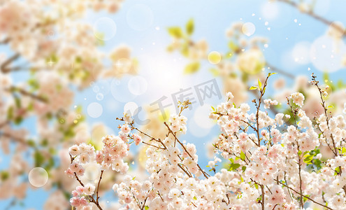 撞色春天摄影照片_春天立春花朵花朵樱花创意合成创意合成摄影图配图