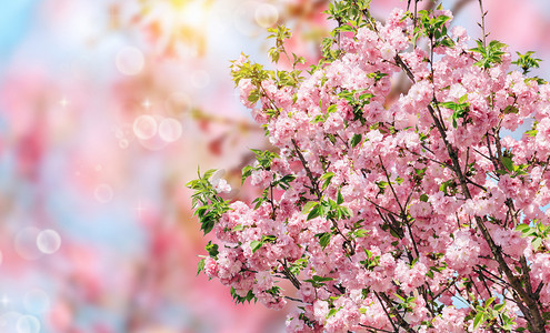 花朵真图摄影照片_春天花朵花朵花朵创意合成创意合成摄影图配图