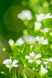 底纹植物手绘摄影照片_春天立春白天花朵户外植物摄影图配图