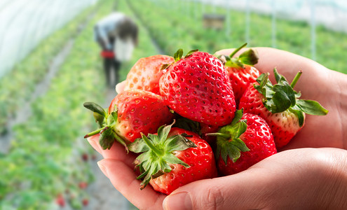农产品ppt免费摄影照片_采摘草莓创意合成摄影图配图