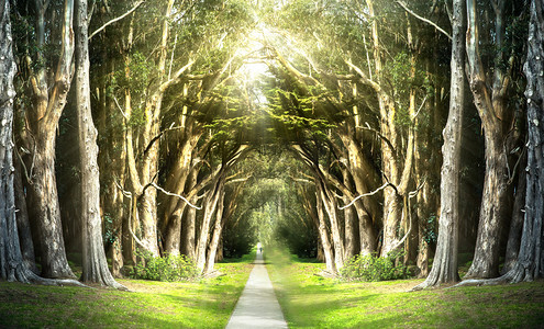 光束摄影照片_树林里的光下午森林创意合成摄影图配图
