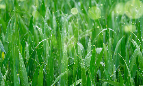 春天雨水摄影照片_谷雨谷雨谷雨创意合成摄影图配图