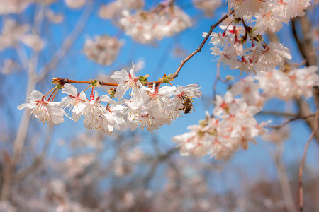 春季摄影照片_春天盛开的樱花蜜蜂采蜜摄影图配图