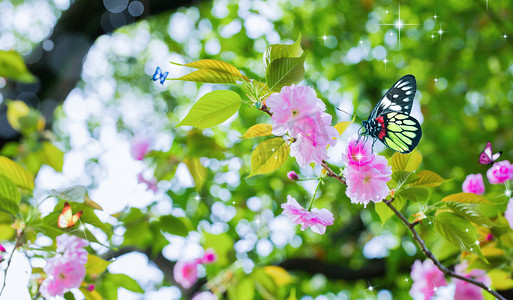 樱花蝴蝶春天自然风景摄影图配图