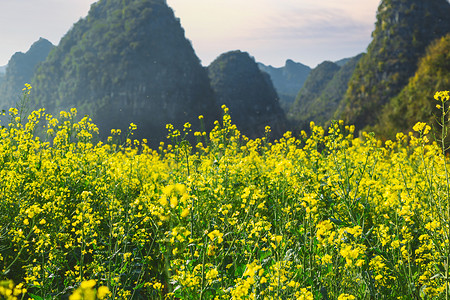 春天盛开的油菜花近景摄影图配图