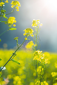 春天扁平鲜艳花朵摄影照片_春天阳光下唯美的油菜花摄影图配图