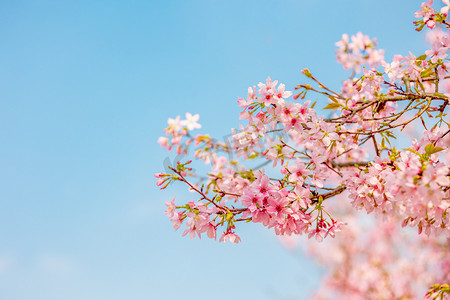 春背景摄影照片_樱花春天立春花朵春暖花开春分摄影图配图