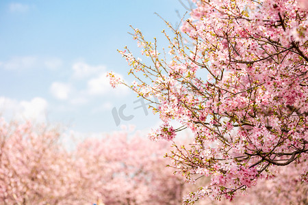 春天扁平鲜艳花朵摄影照片_花季樱花春天花朵春摄影图配图