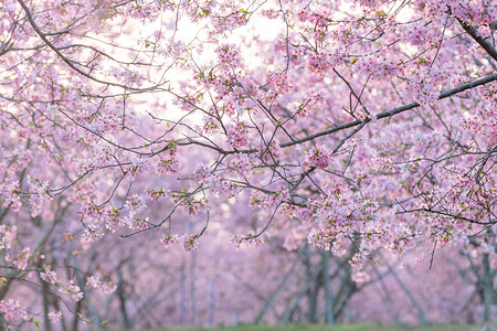 春天樱花春分春季赏花摄影图配图