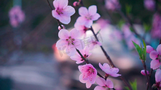 春天粉色的桃花实拍